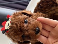 ÖMÜR BOYU IRK GARANTİSİ VE TAM TOY POODLE