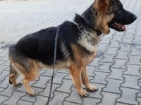 SHOW KALİTE ŞECERELİ ALMAN KURDU YAVRUMUZ