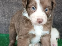 Border collie yavrularımız