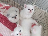 Güzel pamuk kedilerim