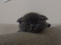 2 aylık sağlıklı hareketli scottish fold
