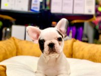 EŞSİZ GÜZELLİKTE ORJİNAL SAFKAN FRENCH BULLDOG YAVRULAR