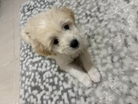 Üç aylık erkek maltipoo yavrusu