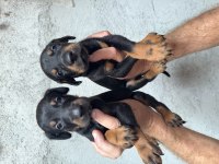 ASİL DOBERMAN YAVRULAR