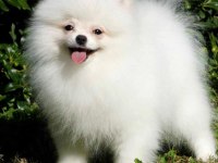 Safkan Ayı Suratlı Pomeranian Boo Köpekler