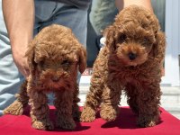 Yasal ruhsatlı çiftlikde ziyarete açık toy poodle