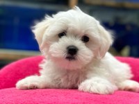 Kar beyaz maltese