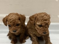 Toy Poodle Bebekler