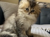 Safkan British Longhair Yavrular