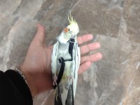 Ful Evcil El Besleme Isırmaz Sultan Papağanı