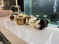 GİNEPİG YAVRULARI CİTY PET