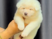 Irk Ve Sağlık Garantili Beyaz Akita Bebekler