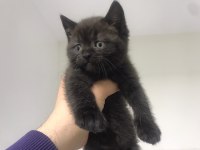 Irk Ve Sağlık Garantili British Shorthair
