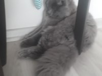 British longhair erkek