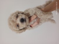 30 Nisan doğumlu bebeklerim toy poodle