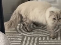 Beyaz uysal kedimiz çok tatlı bir yüzü var
