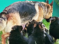 Safkan a kalite alman çoban köpeği yavrusu