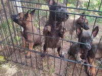 Kara kafa malinois bebekler