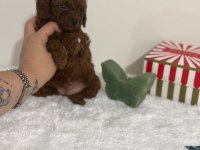 POODLE DİŞİ ERKEK YAVRU
