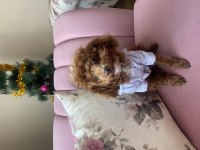 Toy poodle 8 aylık