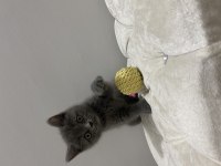 Orjinal british Shorthair