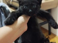 ACİL YUVA KEDİMİZE