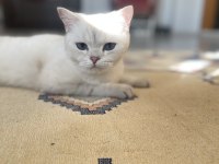Kedim boncuğa acil yuva arıyorum