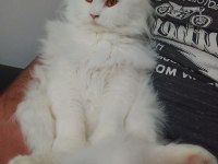 British Longhair 1 Yaşında