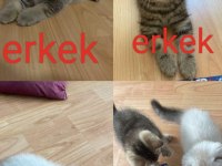 SAFKAN SCOTTİSH BRİTİSH BEBEKLERİM
