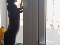 Kedimiz yeni sahibini arıyor