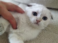 Yavru ve yetişkin scottish fold ve straight kediler