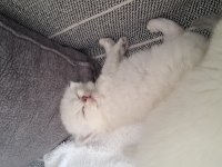 Orijinal British Longhair Anne Babadan Maviş Yavru