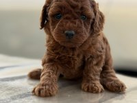 Pofuduk oyuncak gibi canlı poodle miniklerim
