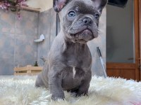 EGZOTİK BLUE FRENCH BULLDOG YAVRULARIM REZERVEYE AÇIK