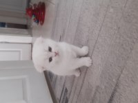 2.5 aylık dişi scottish fold