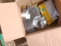 Toplu olarak tavşanlar