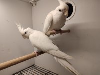 Çift albino sultan papağanı