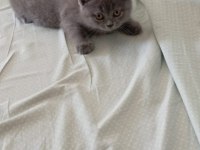 British Shorthair Mersin