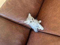 4 tane yavru var scottish fold british longhair