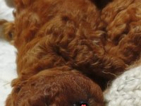 Kore toy poodle erkek yer İzmir Buca