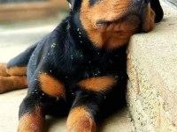 Macar Rottweiler Yavrular