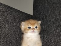Rezerveye açık british shorthair yavrular