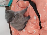 SAĞLIKLI VE GÜZEL SCOTTİSH FOLD YAVRULARIMIZ