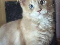 TÜRKİYEDE İLK RENKLİ GÖZLÜ DEV MAİNE COON KEDİLER