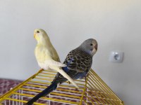 Muhabbet kuşu çift