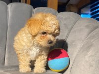 Veterinerden kontrollü F1 ve Kore maltipoo