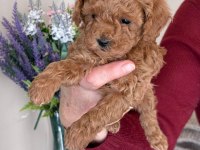 Efsane toy poodle yavrularımız