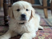 Son derece sağlıklı ve kaliteli golden retriever bebekler