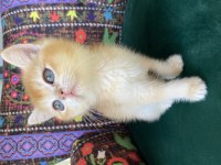 Çok Kaliteli Golden British Shorthair Yavru