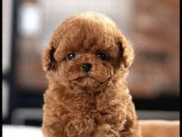 Show Kalıte Kore Teacup Poodle Yavrumuz